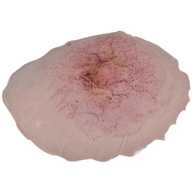 Plaie brûlure simple sur filet