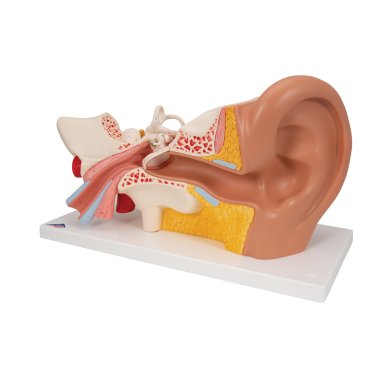 Modèle anatomique de l’oreille