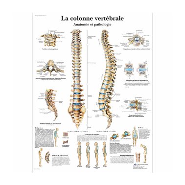 Planche anatomique “La colonne vertébrale”