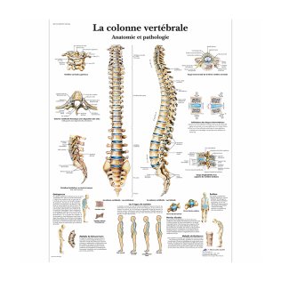 Planche anatomique “La colonne vertébrale”