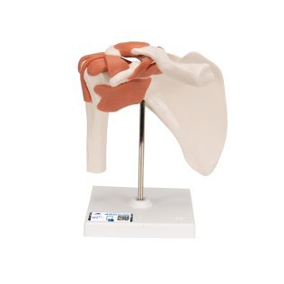 Modèle anatomique articulation