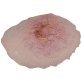 Plaie brûlure simple sur filet