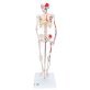 Squelette anatomique humain miniature