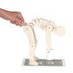 Maquette pédagogique “Comment soulever ?”
