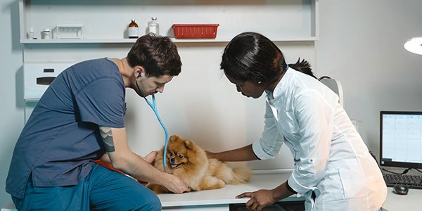 medecine-veterinaire